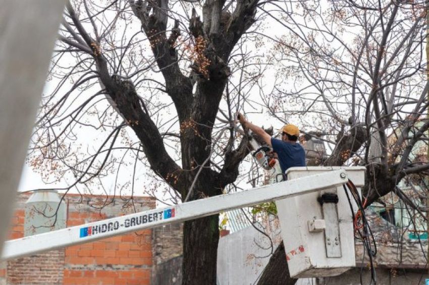 Lanús Gobierno continúa con el Plan de Poda Sanitaria en el distrito